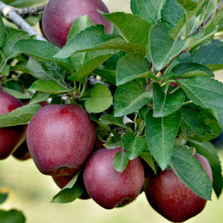 Red Delicious Apple Tree