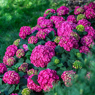 Endless Summer® Summer Crush® Hydrangea PP30359