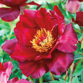 Scarlet Heaven Itoh Peony