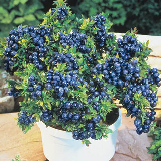 Dwarf TopHat Lowbush Blueberry