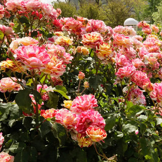 Half George Burns Floribunda Rose