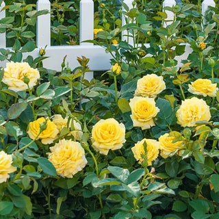 Yellow Freedom Shrub Rose