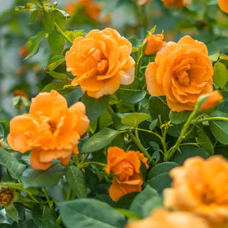 Orange Freedom Rose