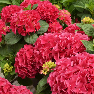 Grateful Red Hydrangea