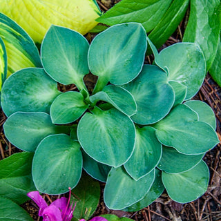 Blue Mouse Ears Hosta