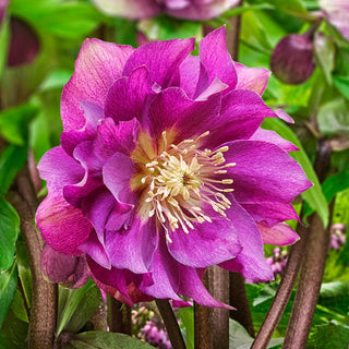 Hellebore Winter Plum Double