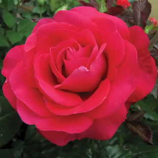 Half In Love Again™ Hybrid Tea Rose