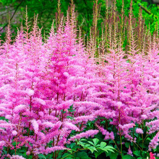 Astilbe Amethyst