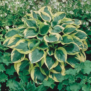 Hosta Aureo Marginata