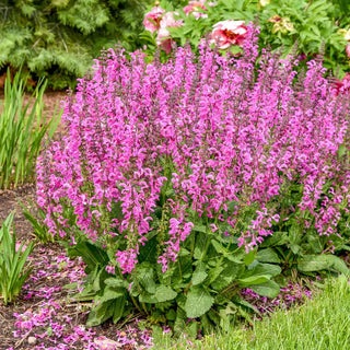 Moulin Rouge Salvia