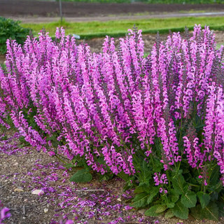 Moulin Rouge Salvia