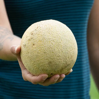 Gurney's® Li'l Sweet Improved Hybrid Cantaloupe Seed