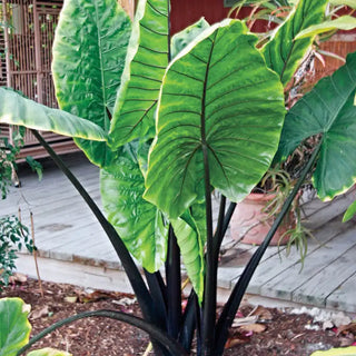 Black Stem Elephant Ears