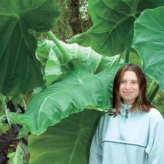 Giant Elephant Ear Bulb