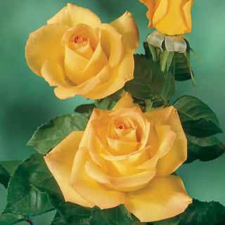 Gold Medal Grandiflora Rose