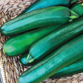 Gurney's® Pride Improved Hybrid Zucchini Summer Squash Seed