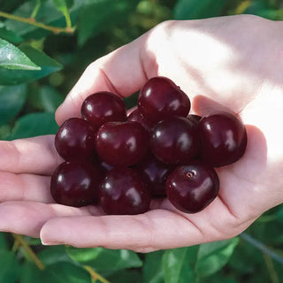 Juliet™ Bush Cherry