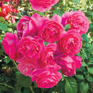 Grande Dame™ Hybrid Tea Rose