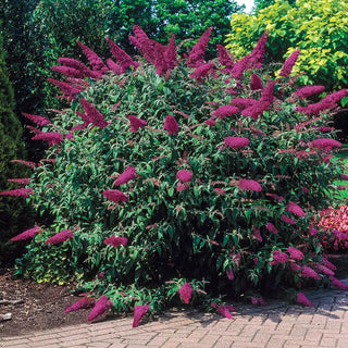 Royal Red Butterfly Bush