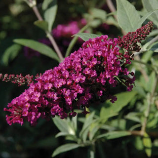 Royal Red Butterfly Bush