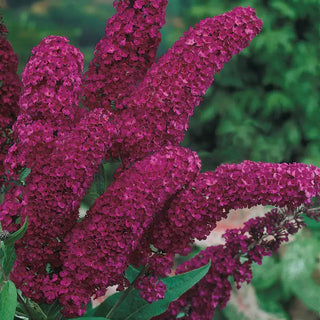 Royal Red Butterfly Bush