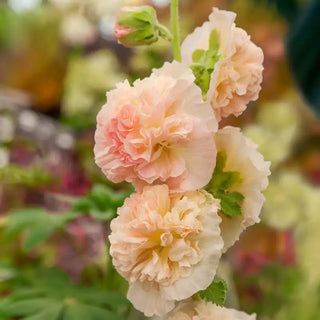 Chater's Chamois Double Hollyhock