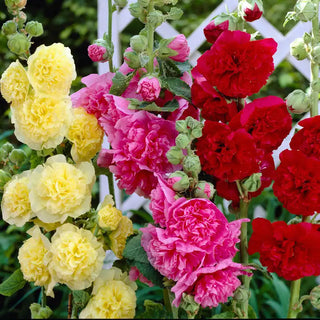 Chater's Double Hollyhock Collection