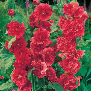 Chater's Double Red Hollyhock