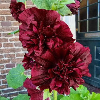 Chater's Double Violet Hollyhock