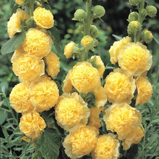 Chater's Double Yellow Hollyhock