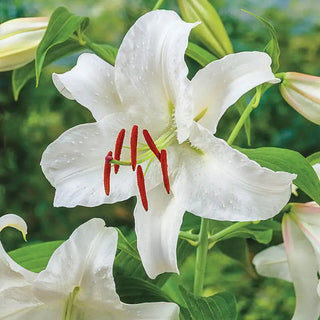 Casablanca Lily