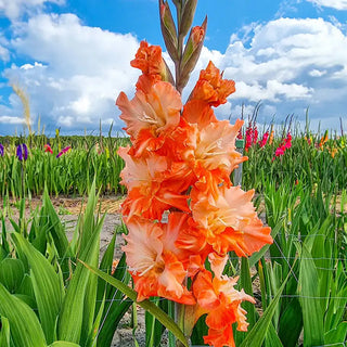 Coral Crush Gladiolus