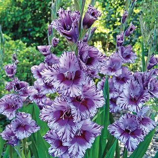 Passos Gladiolus