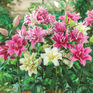 Rose Lily Mix