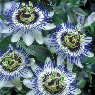 Blue Passion Flower