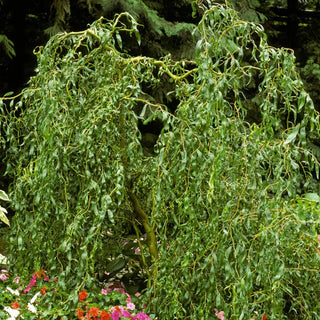 Salix Willow Tree Upright Hybrid