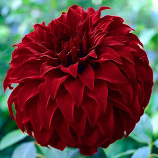 Dahlia Spartacus