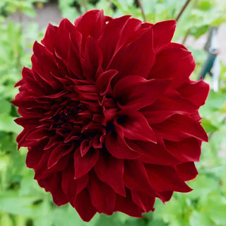 Dahlia Spartacus