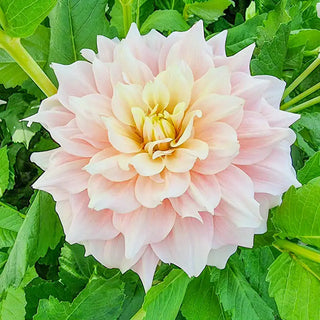 Break Out Dahlia