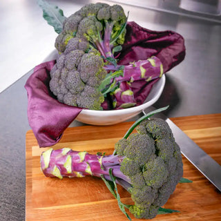 Purple Magic Broccoli