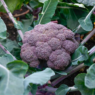 Purple Magic Broccoli