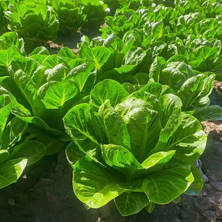 Romaine-On-Ice Lettuce