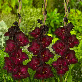 Black Surprise Gladiolus