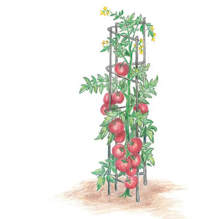 Tomato Tower