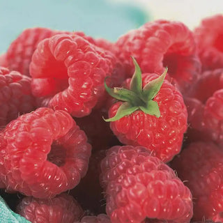 Caroline Raspberry Plant