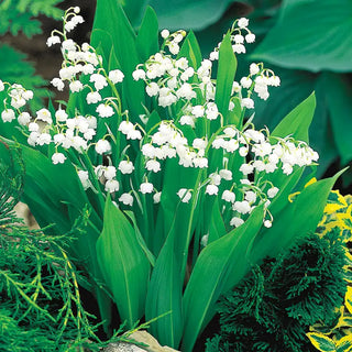 Lily of the Valley Plant