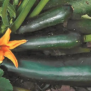 Organic Black Beauty Summer Squash