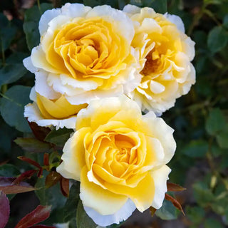 Half Quest For Zest™ Grandiflora Rose