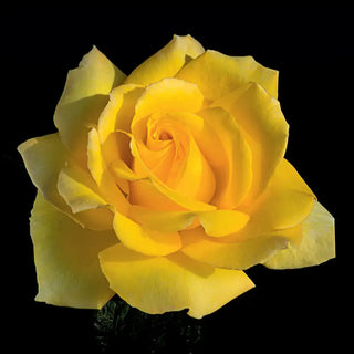 Half Hotel California™ Hybrid Tea Rose