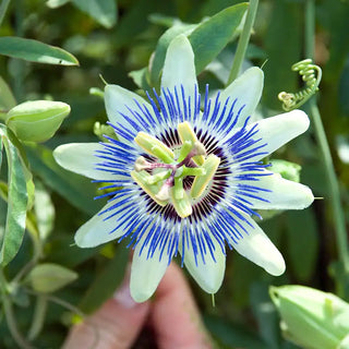 Passion Flower Plant